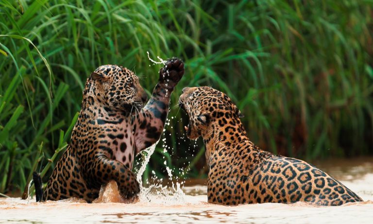 Netflix revela primeiras imagens de Marcha das Onças, documentário narrado por Fernanda Torres